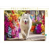 Calvendo Puzzle Samojede im Sommer | 1000 Teile Lege-Größe 64 x 48 cm Foto-Puzzle für glückliche Stunden