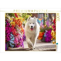 Calvendo Puzzle Samojede im Sommer | 1000 Teile Lege-Größe 64 x 48 cm Foto-Puzzle für glückliche Stunden