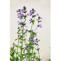 Pflanzen Für Dich Nepeta sibirica, Katzenminze, ca. 9x9 cm