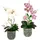 OTTO home Kunstpflanze OTTO HOME "Orchidee", beige (creme, rosa), B:18cm H:38cm L:38cm, Kunstpflanzen, Kunstpflanze, Mit Blättern und Luftwurzeln, im Topf aus Keramik, 2er Set