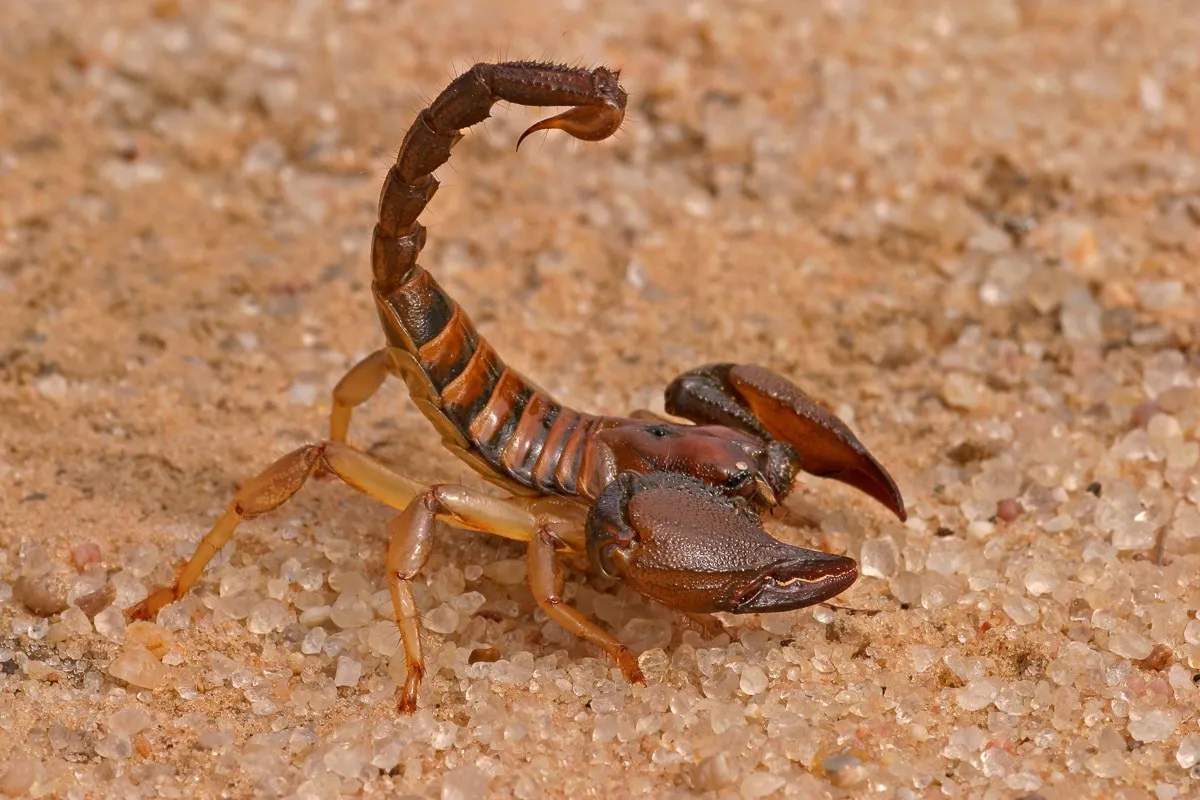 PAPERMOON Fototapete "Aggressiver Skorpion" Tapeten Gr. B/L: 4,0 m x 2,6 m, Rollen: 1 St., bunt Fototapeten