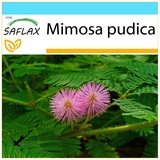 Saflax - - Mimosa pudica