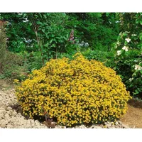 Pflanzen Für Dich Genista hispanica, Spanischer Ginster, gelb, 20–30