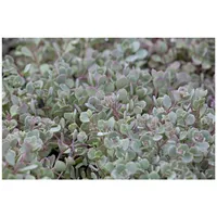 Pflanzen Für Dich Sedum cauticola, Fetthenne, ca. 9x9 cm