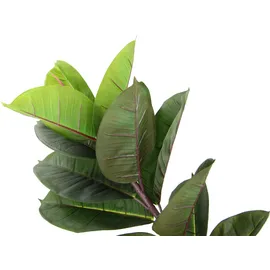 I.GE.A. Gummibaum im Wasserhyazinthentopf, ca. H84 cm, grün,