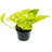 EXOTENHERZ gelb-grüne Efeutute - Epipremnum Golden Pothos - Scindapsus - 12cm Topf - Zimmerpflanze