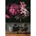 Living Walls Fototapete Walls by Patel Drama Queen 3 rosa