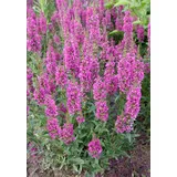 PlantaPro Lythrum salicaria 'Robert' 11x11 cm Topf – Winterhart, Mehrjährig, Pflegeleicht – Blutweiderich – Staude für Teichrand & Beet