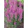 PlantaPro Lythrum salicaria 'Robert' 11x11 cm Topf – Winterhart, Mehrjährig, Pflegeleicht – Blutweiderich – Staude für Teichrand & Beet