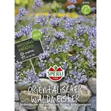 Sperli Waldmeister (Waldmeistersamen)