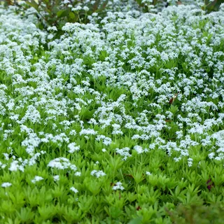3 x Echter Waldmeister - Galium odoratum