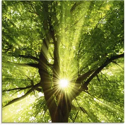Artland Glasbild »Sonne strahlt explosiv durch den Baum«, Bäume, (1 St.), in verschiedenen Größen Artland Farbe Bild(er): grün