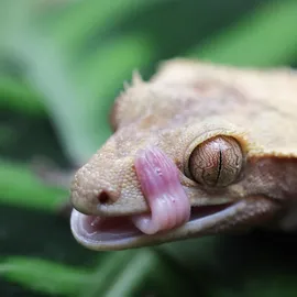 Canon RF 100 mm F2,8L Makro IS USM