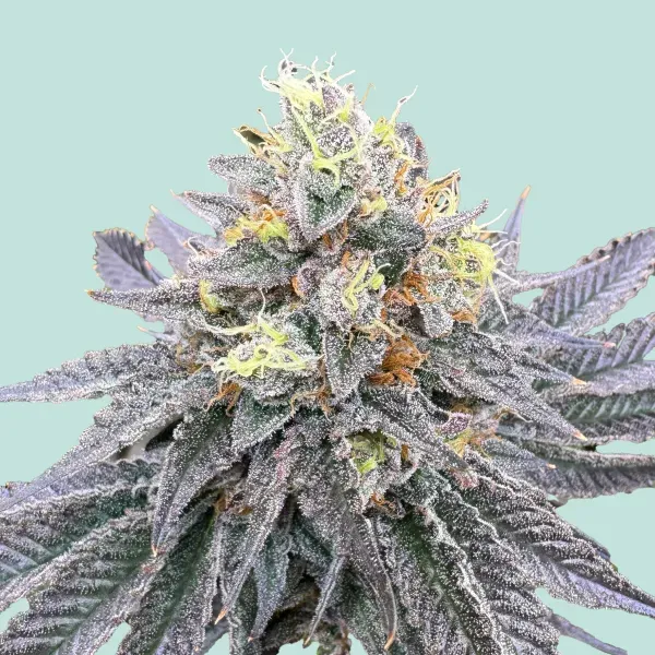 Mainhattan Seeds Mainhattan Auto 5 Samen