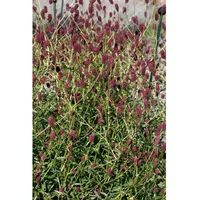 Pflanzen Für Dich Sanguisorba officinalis 'Red Thunder', Wiesenknopf, ca.
