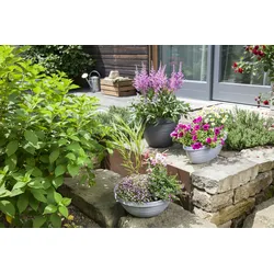 Scheurich Country Star 40, Pflanzschale / Blumentopf / Pflanzkübel,  hergestellt aus 100 % recyceltem Kunststoff, 3 Jahre Garantie
