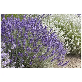 10 x Lavandula angustifolia 'Hidcote Blue' (Staude/Stauden/Winterthart/Mehrjährig) Echter Lavendel - Stecklingsvermehrt - hoher Ölgehalt - Sehr Insekten- und Bienenfreundlich - von Stauden Gänge