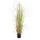 Europalms Grasbusch, 150cm