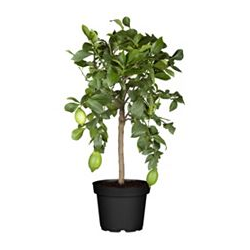 Zitronenbaum Höhe ca.65cm 1 mediterane Pflanze