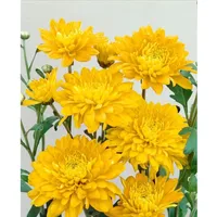 Pflanzen Für Dich Chrysanthemum x hort.'Bienchen', p 0,5