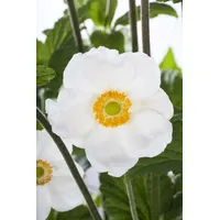 Pflanzen Für Dich Anemone sylvestris, Schneewindröschen, weiß, ca. 9x9