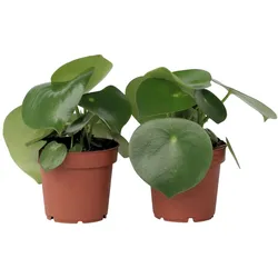 Plant in a Box Raindrop Peperomia - Peperomia Polybotrya 2er Set Höhe 20-30cm