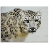 Artland Glasbild »Schneeleopard«, Wildtiere, (1 St.), schwarz