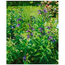 Lobelia sessilifolia, ca. 9x9 cm Topf, blau blühend
