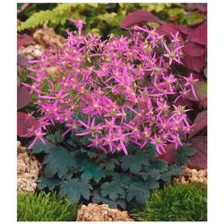 Saxifraga cortusif.var.fort.'Black Ruby', Steinbrech, rubinrot, ca. 9x9 cm Topf