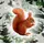 Coppenrath Verlag Wand-Adventskalender – Weihnachtslaterne
