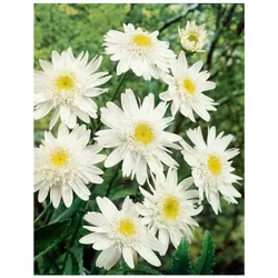 Leucanthemum x superbum 'Stina', Margerite, weiß, ca. 9x9 cm Topf