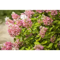 Pflanzen Für Dich Hydrangea paniculata 'Pink Diamond', Rispenhortensie, rosa,