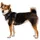 Ruffwear Web Master Hundegeschirr (Größe S (56-69cm), grau)
