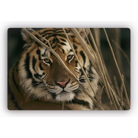 wall-art Glasbild »Tiger«, braun