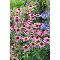 Pflanzen Für Dich Echinacea purpurea Rubinstern Sonnenhut, ca. 9x9