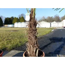 grünwaren XXL Palme winterhart 140 - 160 cm Trachycarpus fortunei, Hanfpalme,