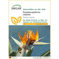SAFLAX - Paradiesvogelblume (reginae) - 5 Samen - Strelitzia