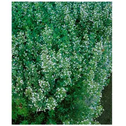 Calamintha nepeta 'Blue Cloud', Bergminze, blau, ca. 9x9 cm Topf