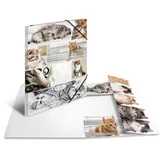 Herma Sammelmappe Tiere A3 katzen