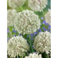 Pflanzen Für Dich Allium nigrum, ca. 11x11 cm Topf