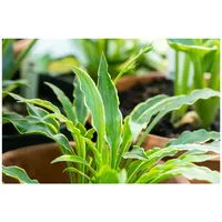 Pflanzen Für Dich Hosta pulchella 'Stiletto', Funkie, grün-weiß, ca.