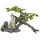 Nobby Aqua Ornaments Buddha mit Pflanzen, 32,5 x 16,5 x 21,0 cm, 1 Stück