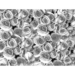 PAPERMOON Fototapete „graue Rosen“ Tapeten Gr. B/L: 3,00 m x 2,23 m, Bahnen: 6 St., bunt Fototapeten