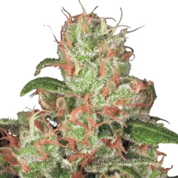 Auto Acid | Automatic Cannabissamen von Paradise Seeds | 5 Hanfsamen