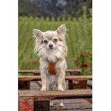 Curli Apple Hundehalsband Braun 2XS