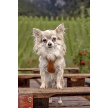 Curli Apple Hundehalsband Braun 2XS