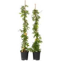 Plant in a Box - Passionsblume - 2 Stk