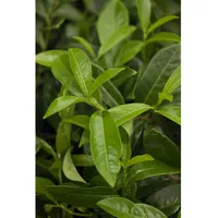 Pflanzen Für Dich Prunus laurocerasus 'Mount Vernon', Kirschlorbeer, kompakt,