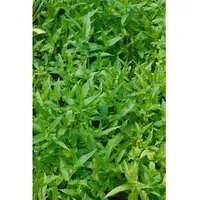 Pflanzen Für Dich Stachys palustris, Sumpf-Ziest, ca. 9x9 cm