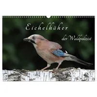 Calvendo Eichelhäher der Waldpolizist (Wandkalender 2026 DIN A3 quer),